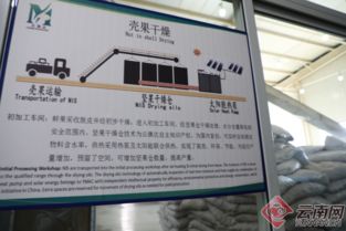 記者點(diǎn)贊臨滄澳洲堅(jiān)果 產(chǎn)業(yè)發(fā)展?jié)摿o窮 要聞 臨滄頻道 云南網(wǎng)